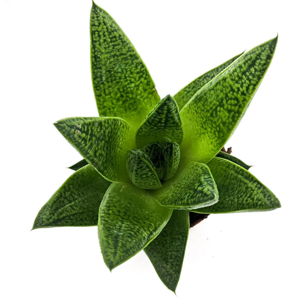 Santreyd Суккулент микс — живой декор для интерьера 83677217 STLM-0043326 - Вид №1