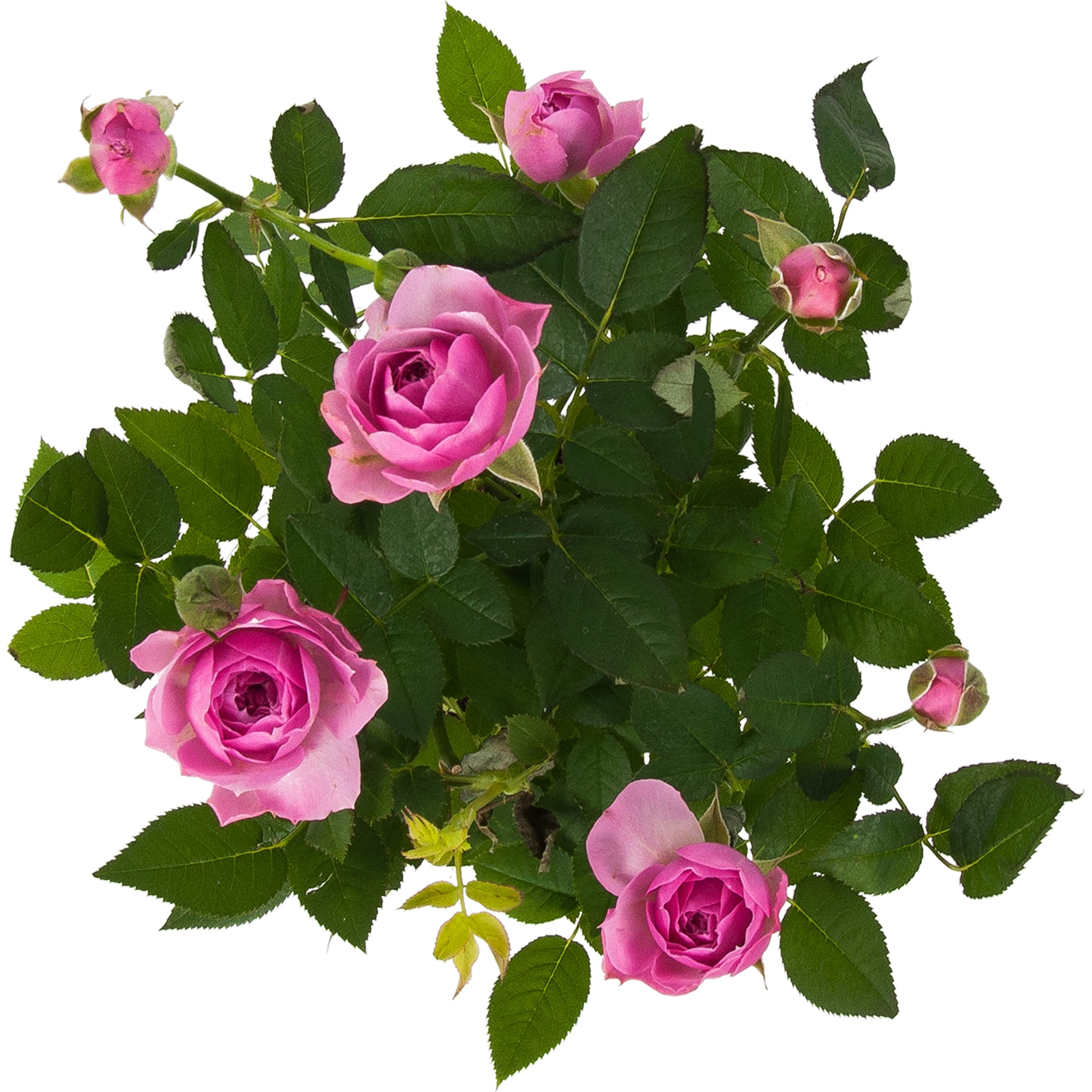 82548520 Роза Стар Розес 10.5х25-28 см Santreyd  - Вид №1