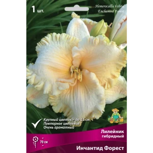 Santreyd Лилейник Инчантид Форест - кремовый ароматный многолетник 82661826