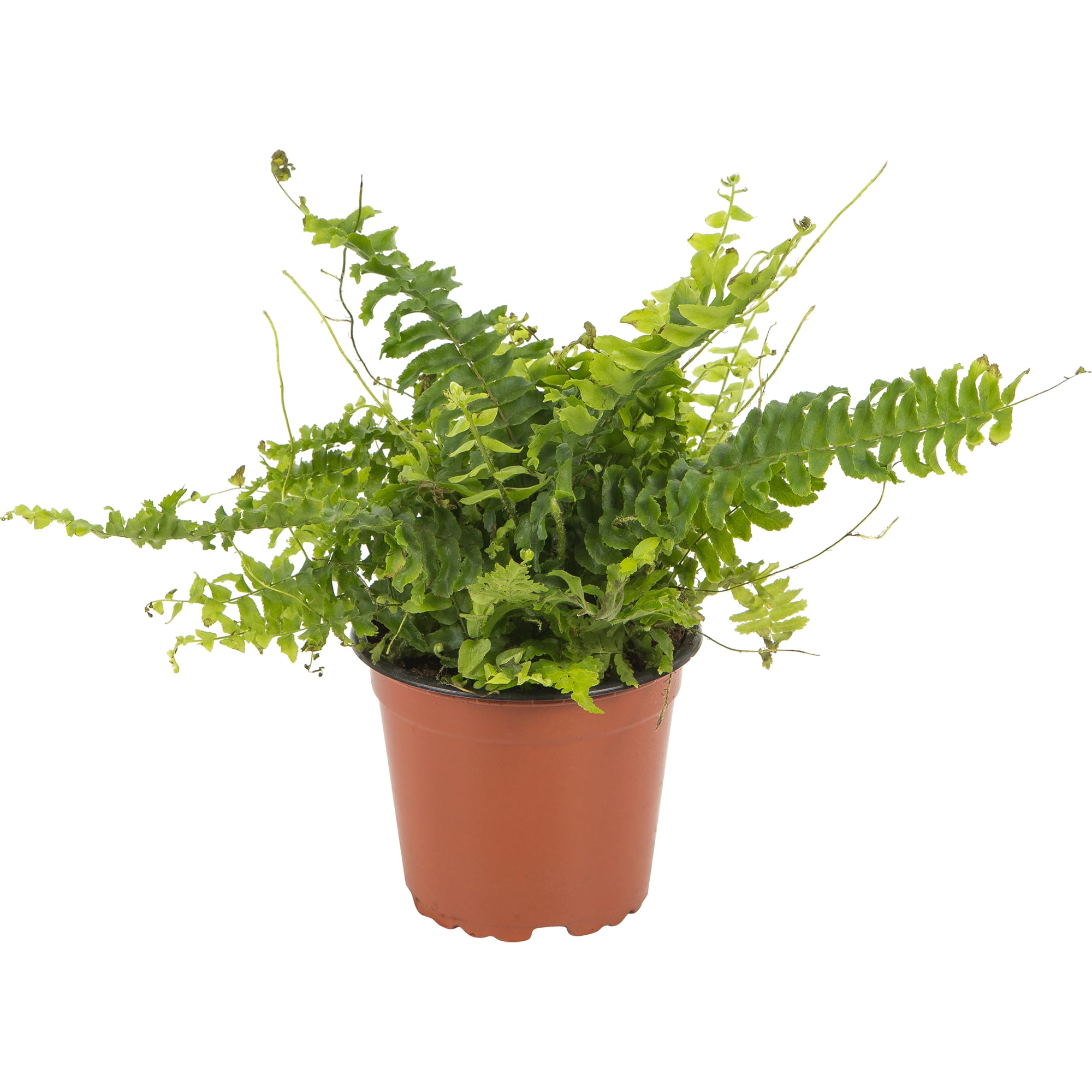 13534108 Нефролепис Грин Леди 12х37 см Santreyd 