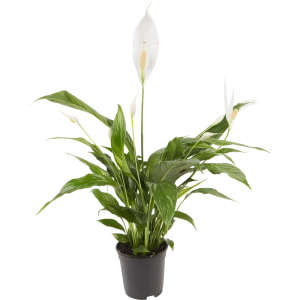 Спатифиллум Св.Романо 13x60 см 15504800 STLM-2118694