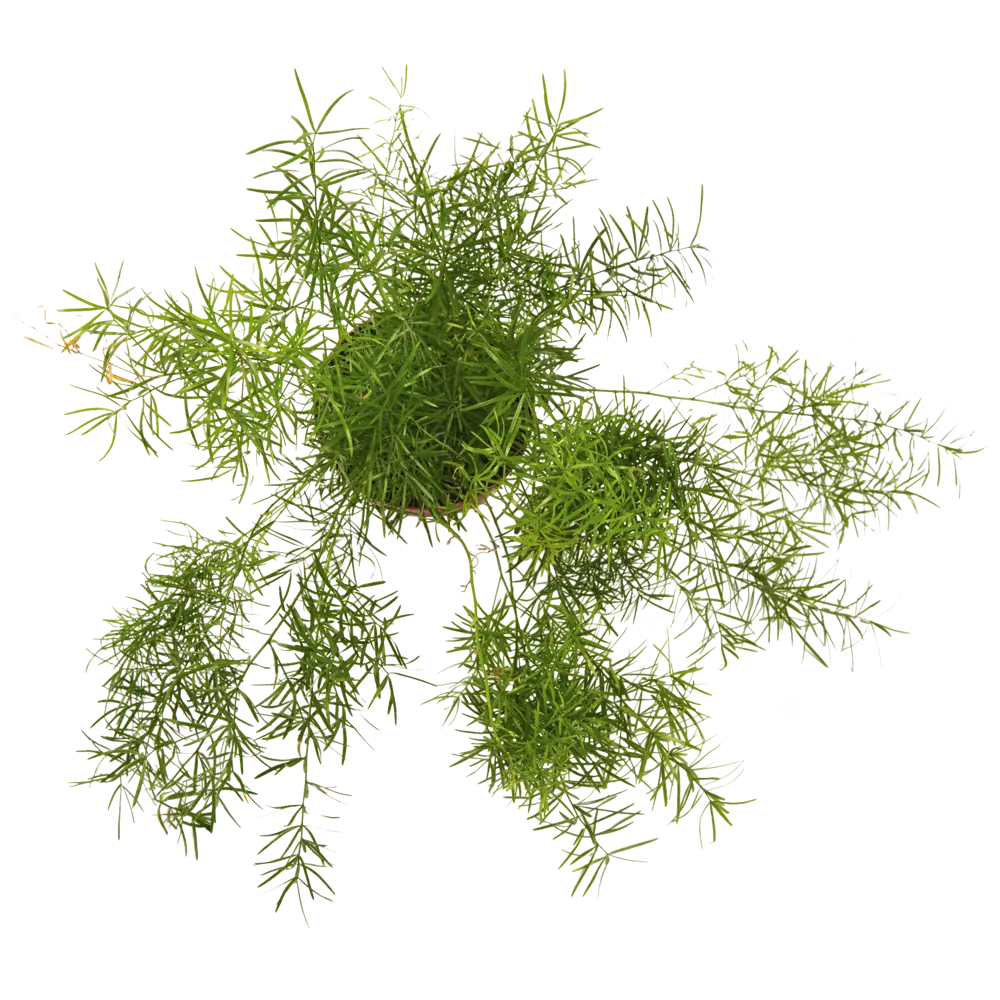 Аспарагус микс ø12 h35 см Цветочный альянс Santreyd STLM-2160678 - Вид №1