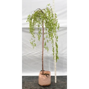 Береза повислая штамбовая «Юнги» 40x200-250 см 82676702 STLM-2202731