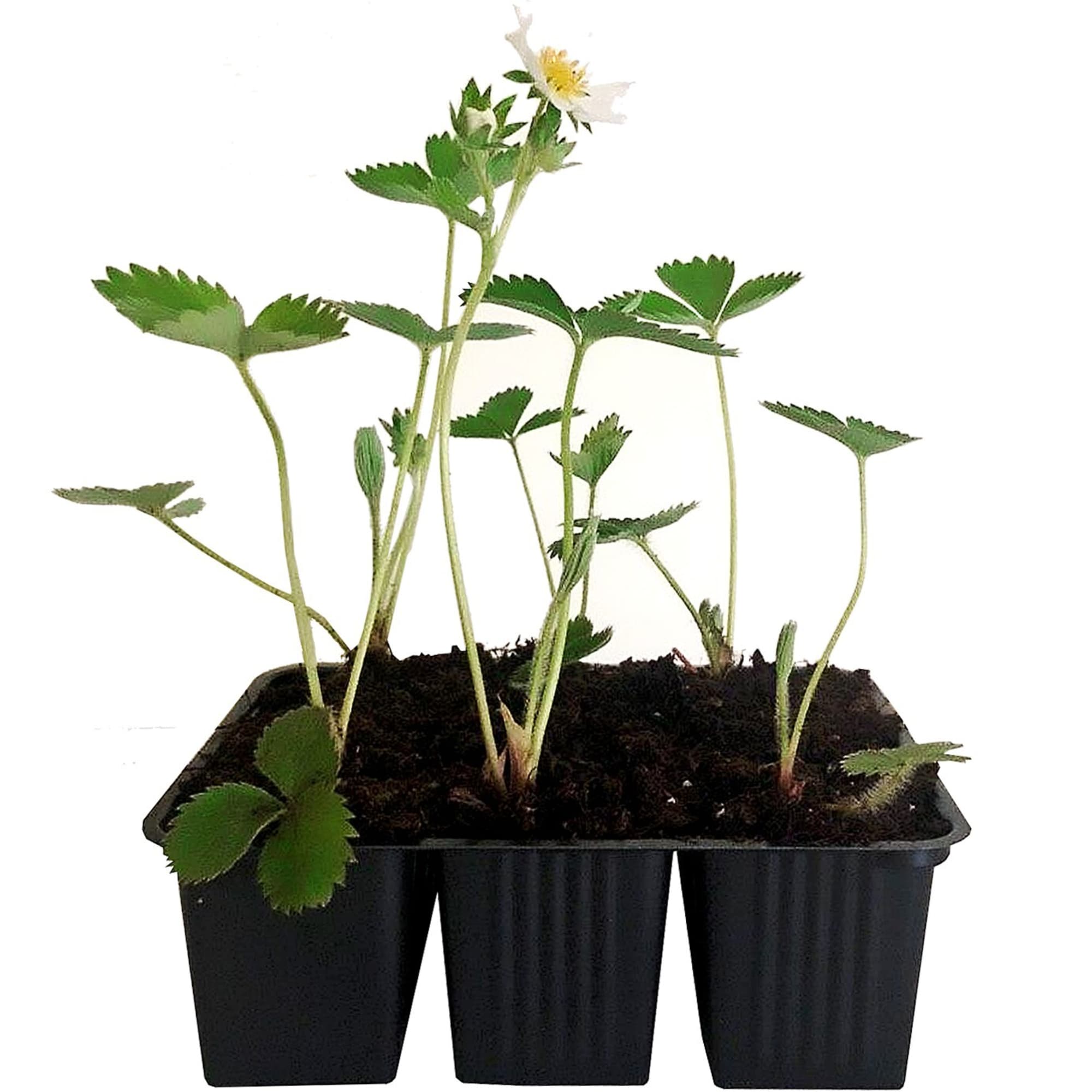 81954881 Земляника садовая «Зенга Зенгана» (клубника) Santreyd  - Вид №1