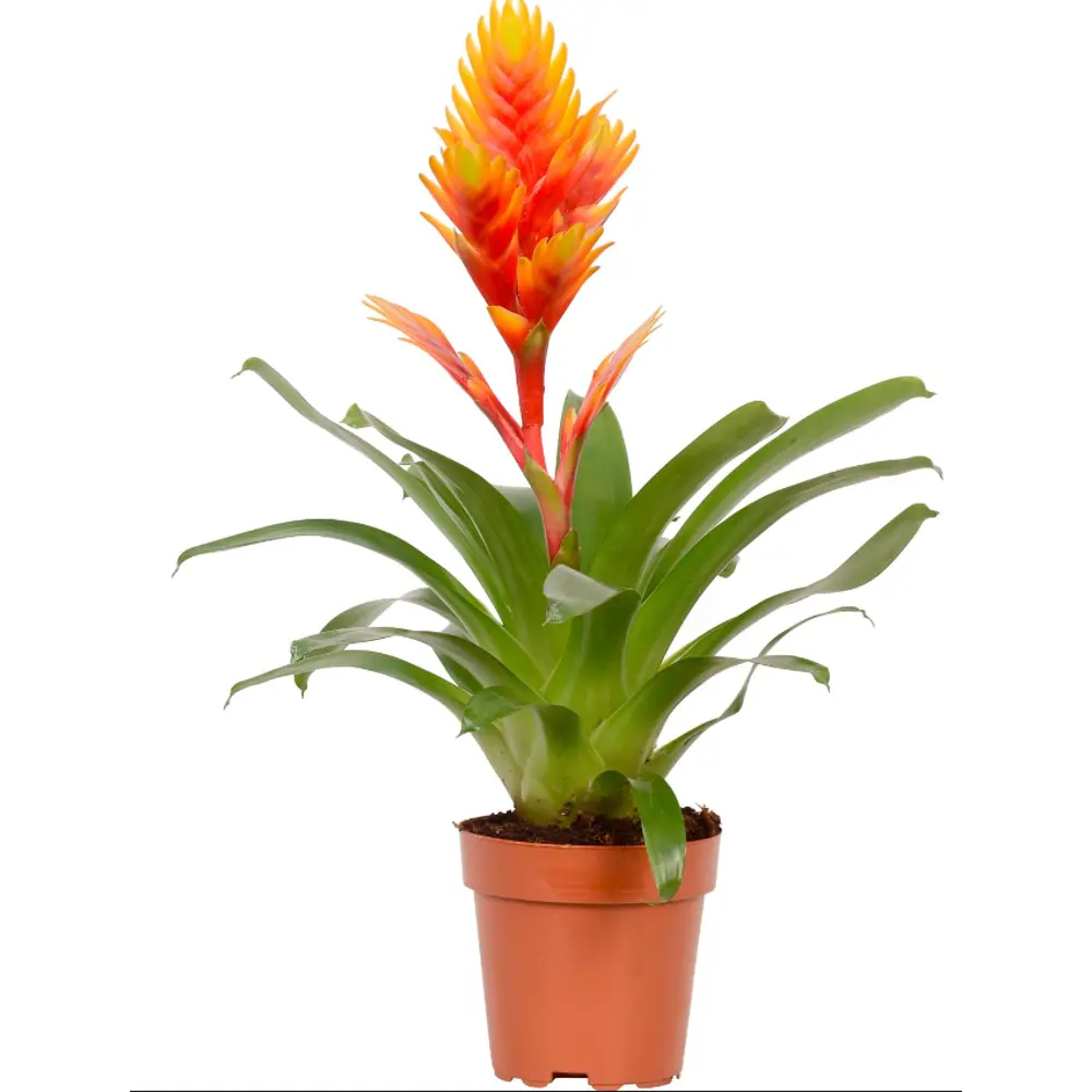 Бромелия Santreyd - тропическая красота для вашего интерьера 83738739 STLM-0044143 - Вид №1