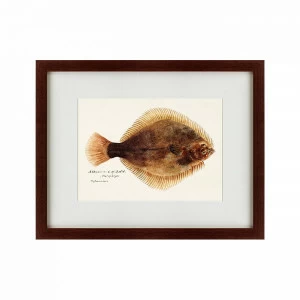 Литография на тонированной бумаге 47х60 см Southern Pacific fish illustration, 1850 КАРТИНЫ В КВАРТИРУ  135741 Бежевый;белый;черный;разноцветный