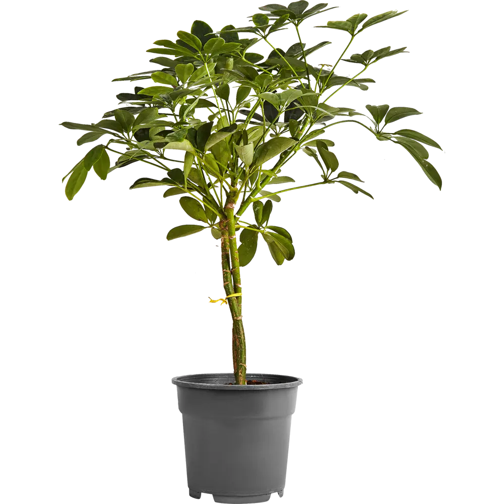 Santreyd Полисциас Шеффлера - изящное комнатное растение с декоративной листвой 85324952 STLM-0061518