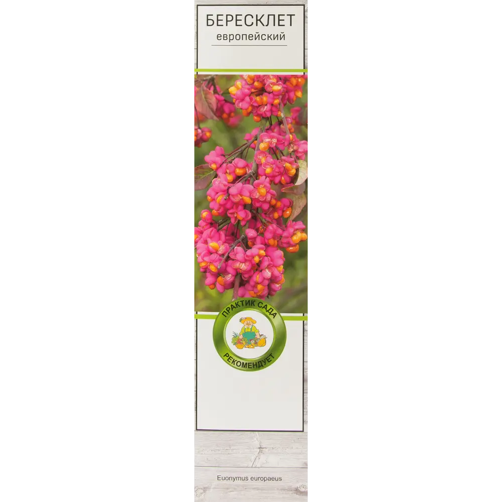 Бересклет Европейский h37 см 81951284 STLM-2004377 Santreyd 