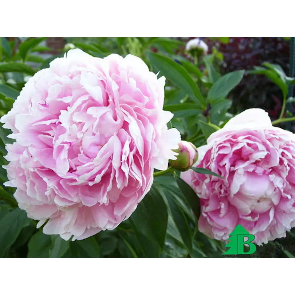 Пион молочноцветковый Сара Бернард 1 шт. 83628545 STLM-2150987 BLOOMING LIFE 