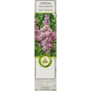 Сирень обыкновенная Леон Гамбетта 82527871 STLM-2039013