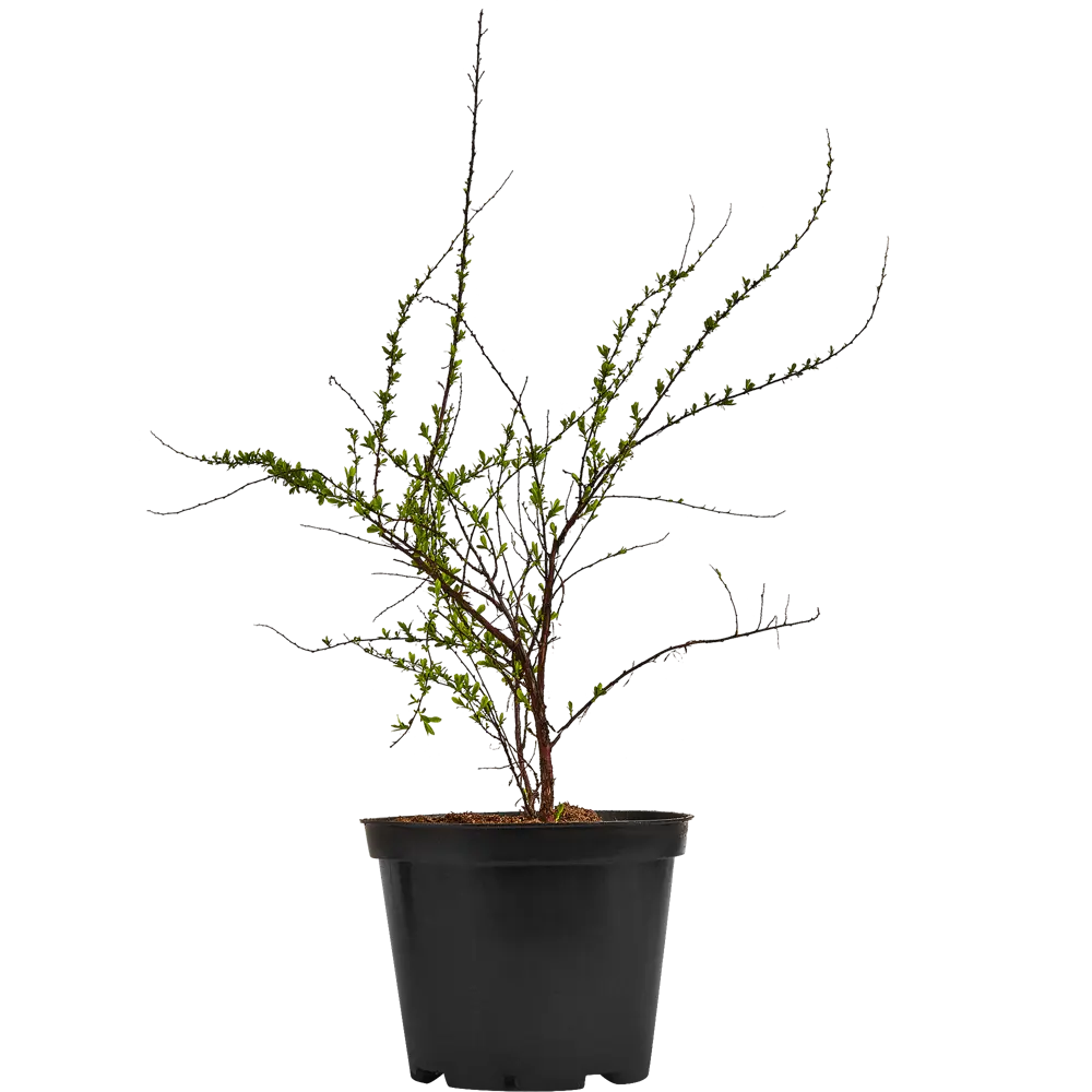 Santreyd Спирея Аргута - изящный кустарник с белоснежным цветением 82585351 STLM-0961538