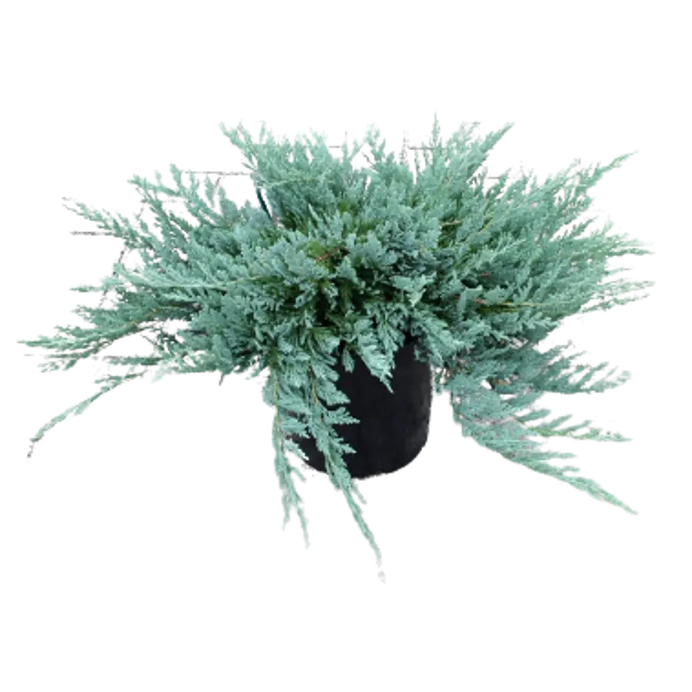 Можжевельник горизонтальный Блю Чип ø15 h40 см 84834016 STLM-2115711 PLANTMARKET 