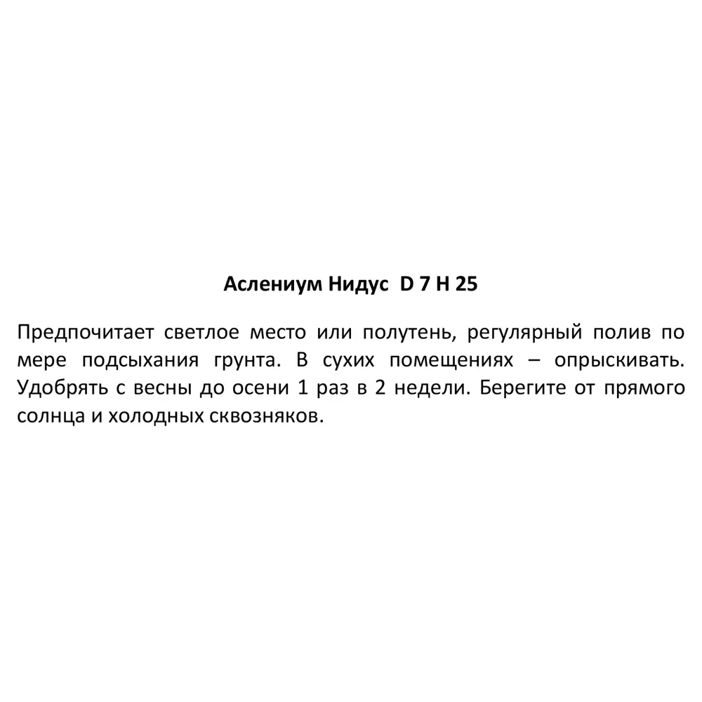Santreyd Асплениум Нидус — элегантный папоротник для интерьера 89352935 STLM-1433616 - Вид №3
