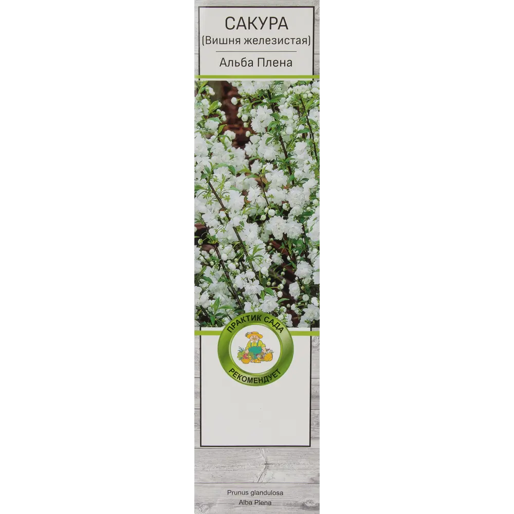 Сакура (Вишня декоративная) в ассортименте 17503392 STLM-2006464 Santreyd 