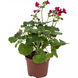 82560411 Пеларгония зональная d13