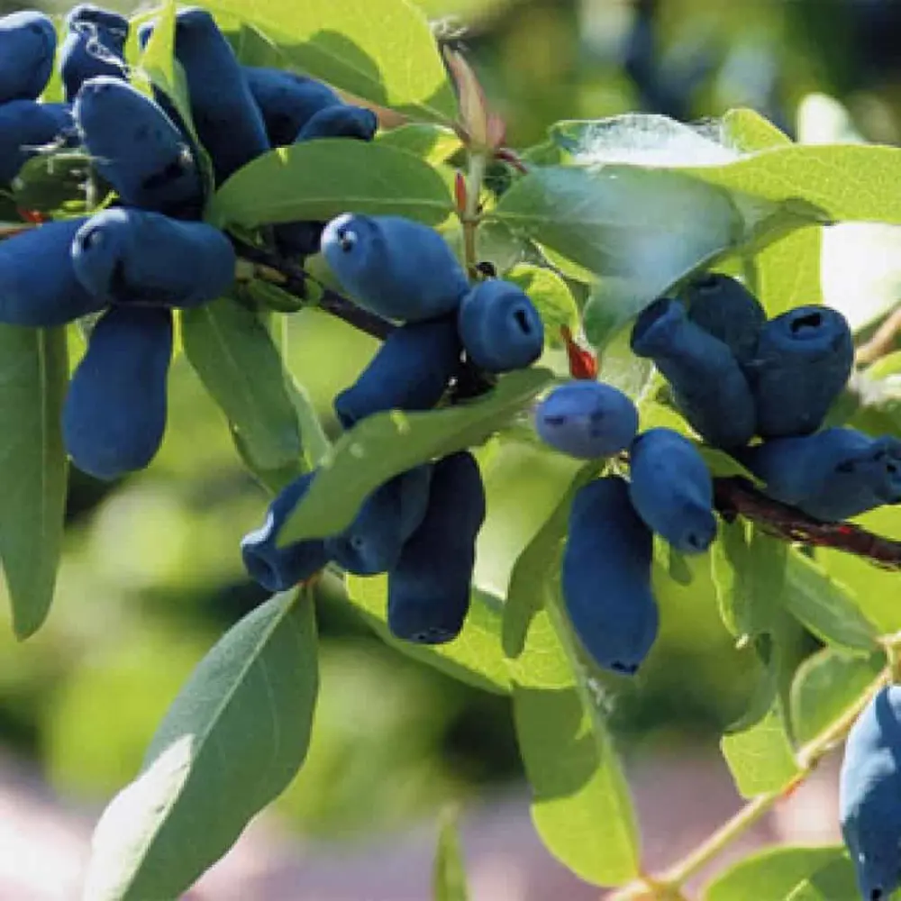 Жимолость Лазурная съедобная голубая h40 см 89421394 STLM-2088346 PLANTMARKET 