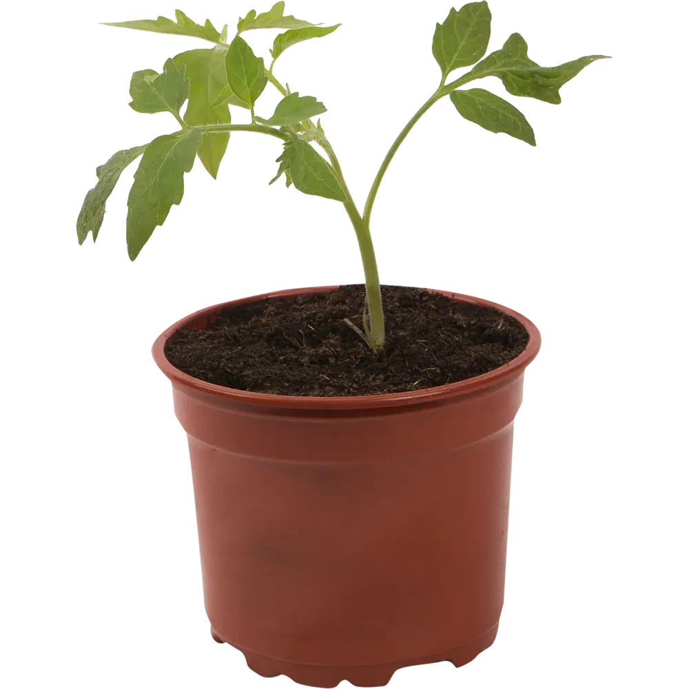 Томат 12x10 см Santreyd STLM-2018705 - Вид №2