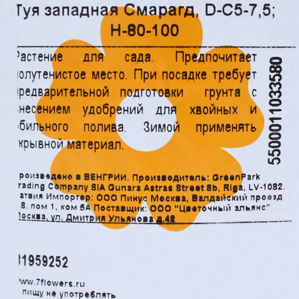 Туя западная «Самарканд» С5-7.5/80-100 81959252 STLM-2027185 Santreyd  - Вид №2