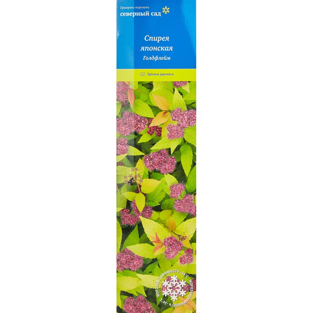 Спирея японская Голд Флейм ø5 h35 см 89353339 STLM-2128264 Santreyd 