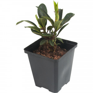 82601869 Рододендрон гибридный «Голден Хармони» 9x20 см