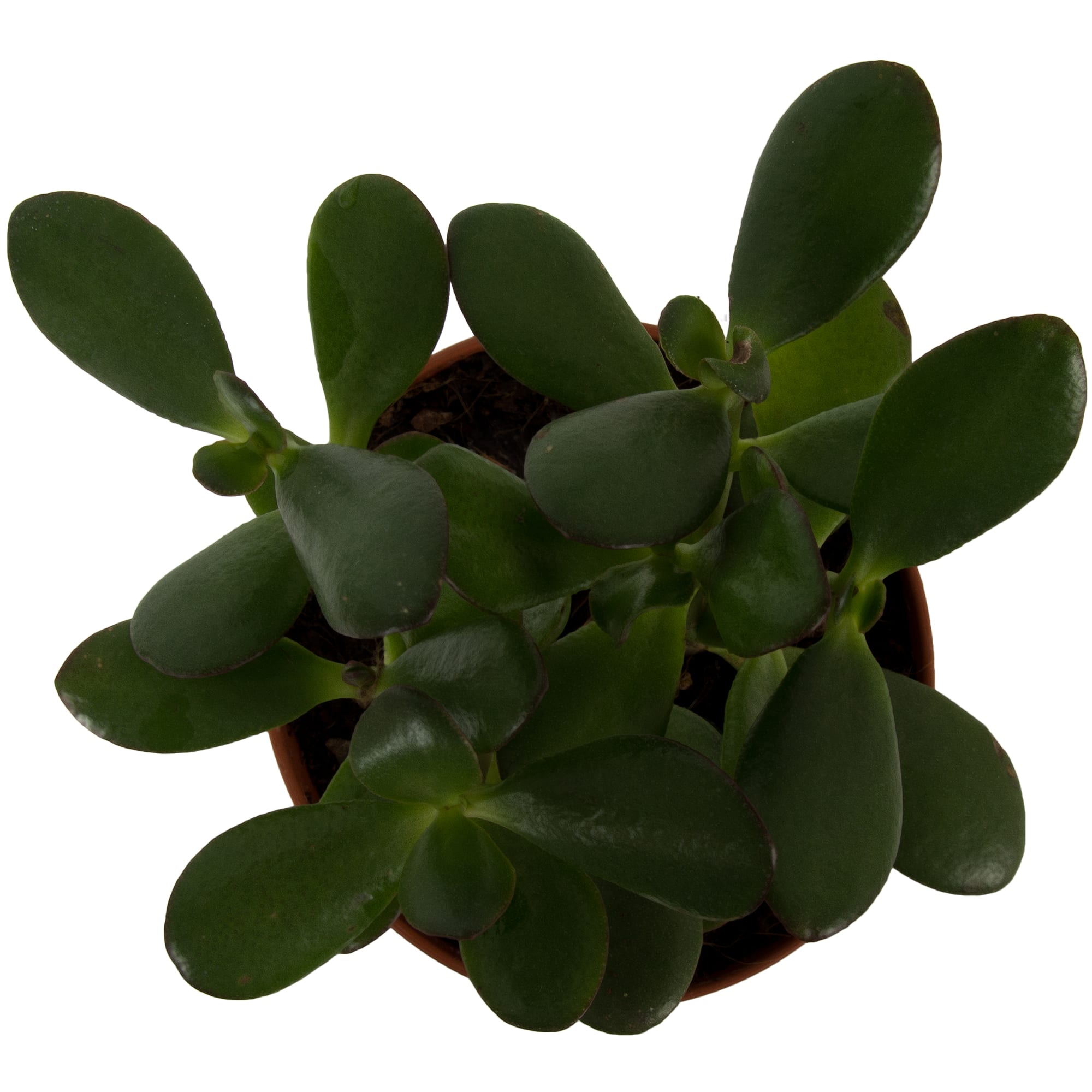 15163371 Крассула овата 12х20 см Santreyd  - Вид №1