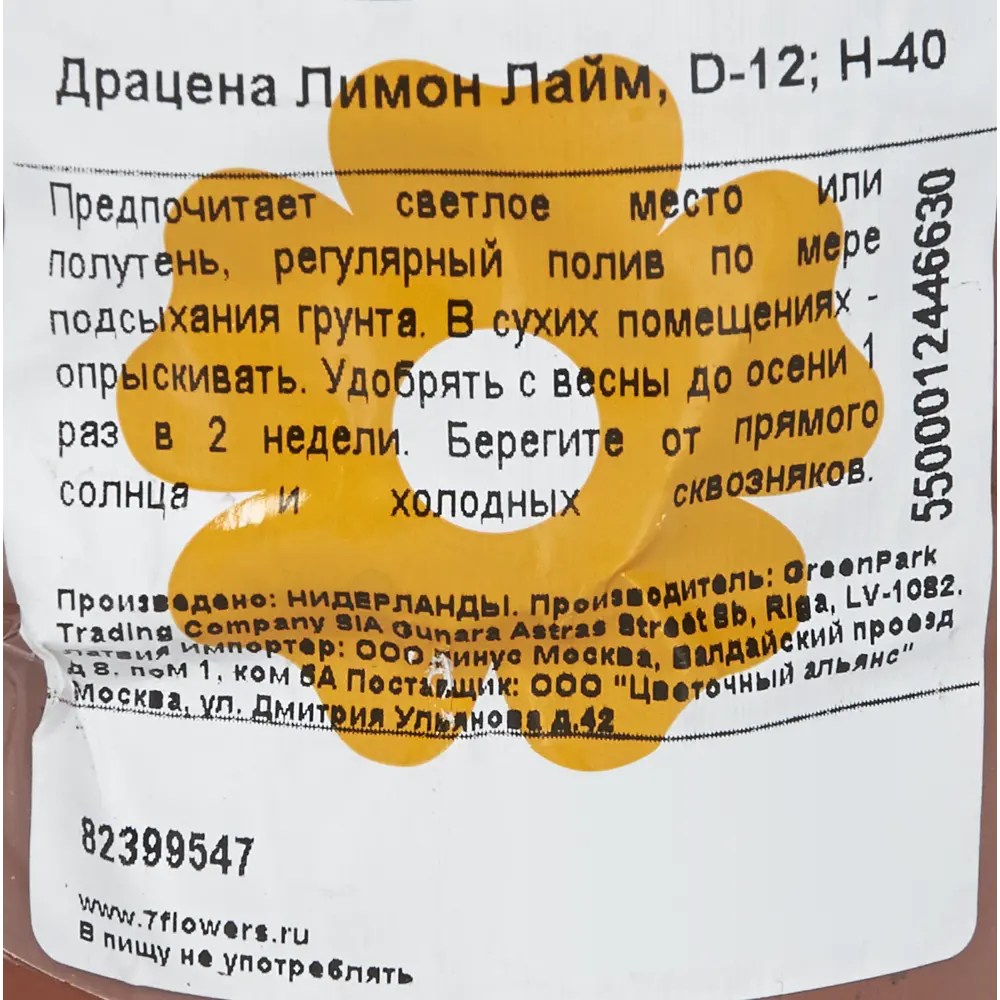 Драцена Лимон Лайм 12x40 см 82399547 STLM-2047927 Santreyd  - Вид №2