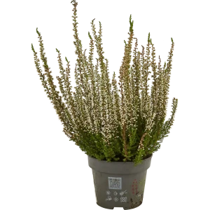 Вереск Бьюти Ледис 12x25 см 82422492 STLM-2024385