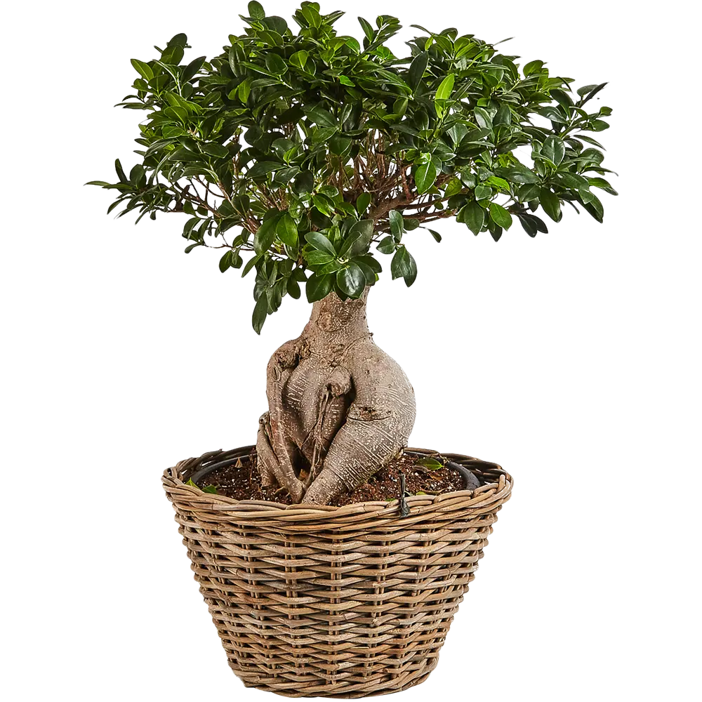Фикус Микрокарпа Гинсенг в корзине 52x100 см 82849687 STLM-2201933 Santreyd 