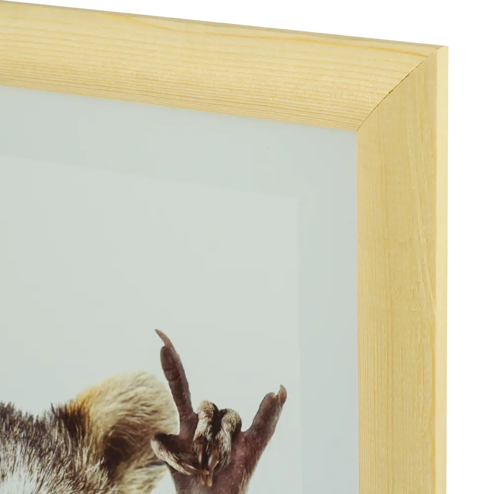 Постер в раме 40x40 см Енот Santreyd STLM-2185958 - Вид №1