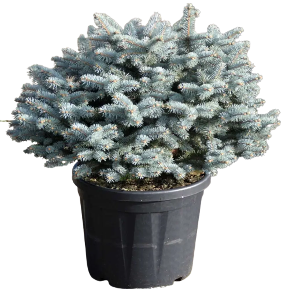 Ель колючая Глаука Глобоза ø19 h30 см 84834191 STLM-2199430 PLANTMARKET 