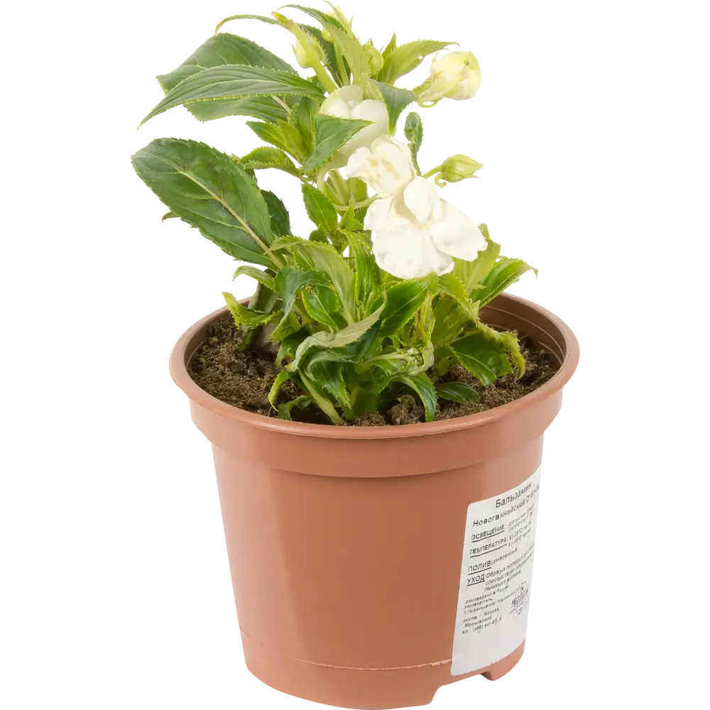 Бальзамин Santreyd - яркий комнатный цветок с непрерывным цветением 12510702 STLM-0963231