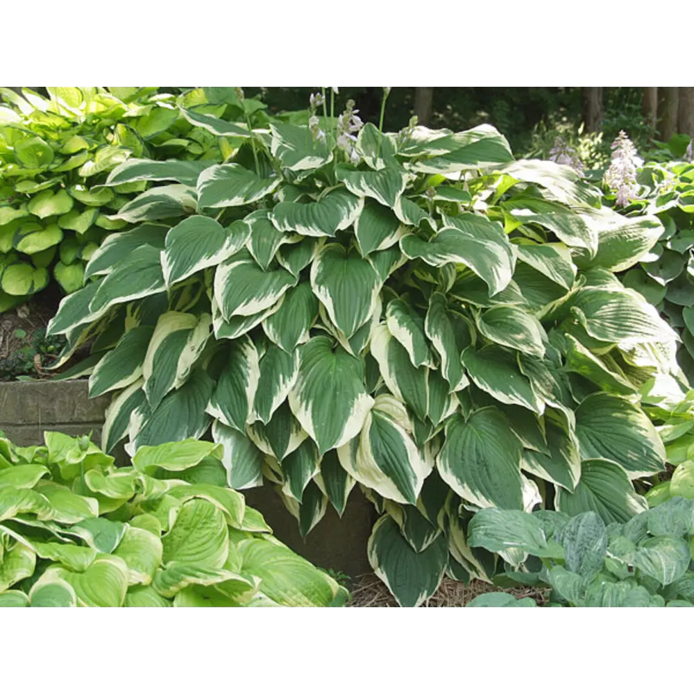 Хоста Антич луковицы 1 Santreyd STLM-2043906