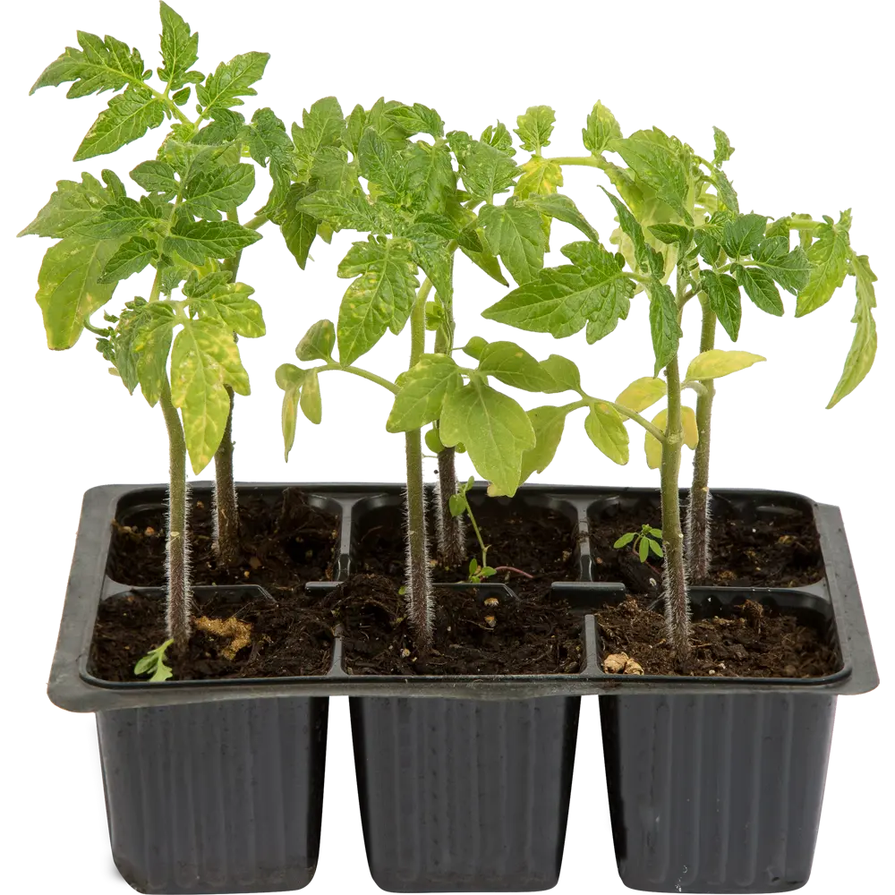 Томат «Челнок» Santreyd STLM-2161565