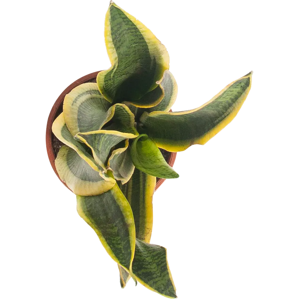 Santreyd Сансевиерия Лауренти - изящный щучий хвост для вашего интерьера 82399644 STLM-0026484 - Вид №1