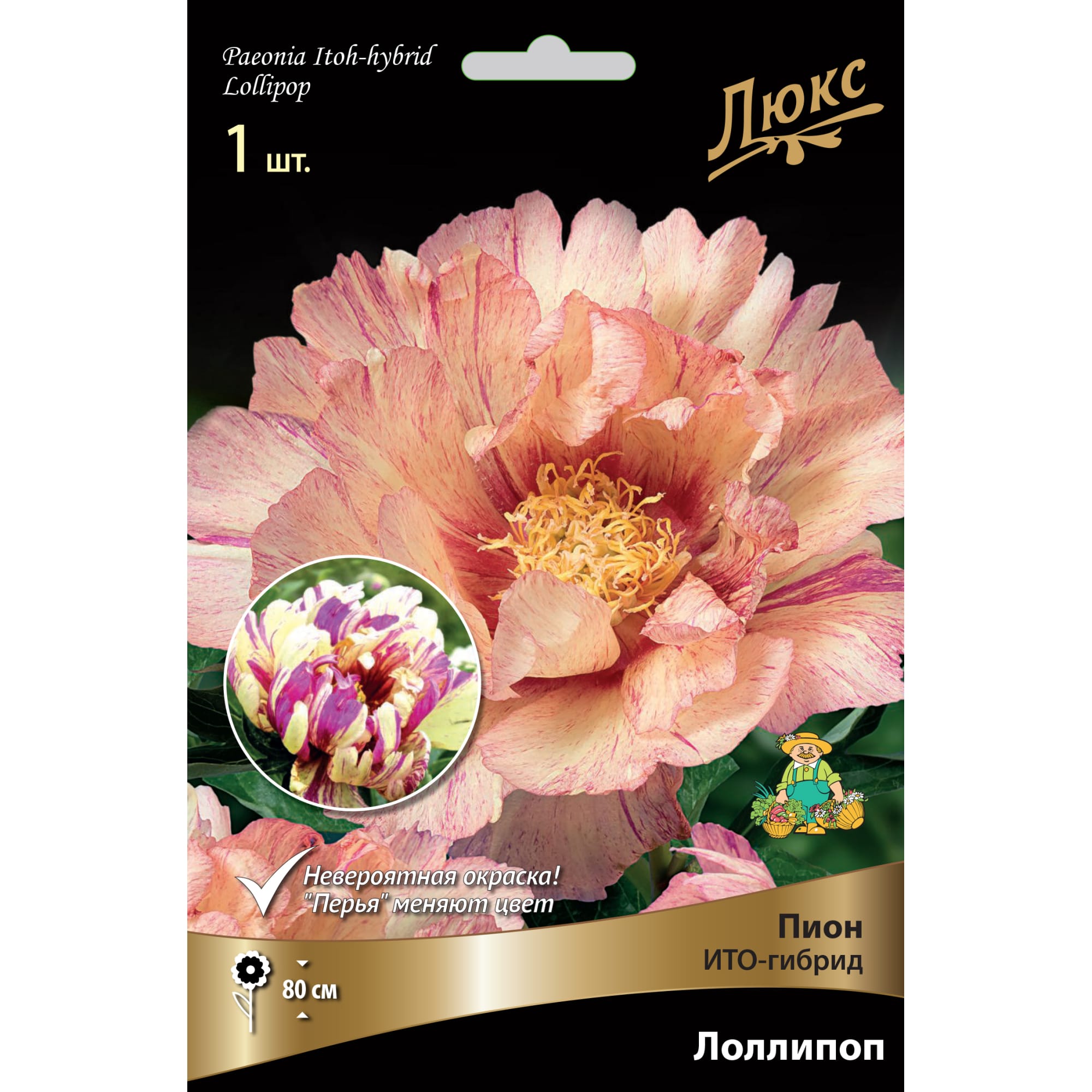 82661885 Пион ито-гибрид «Лоллипоп» разбор 2-3 Santreyd 