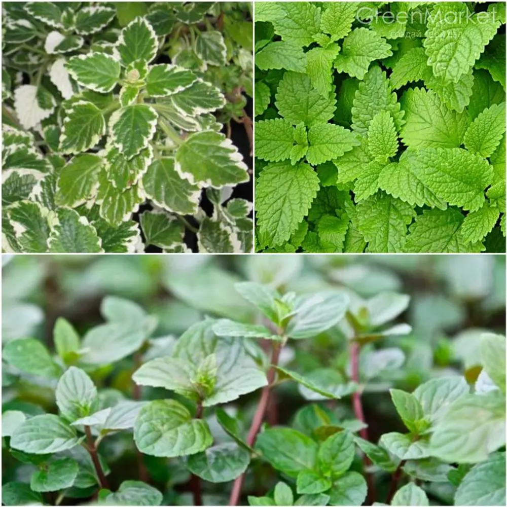 Мята микс Santreyd STLM-2196531