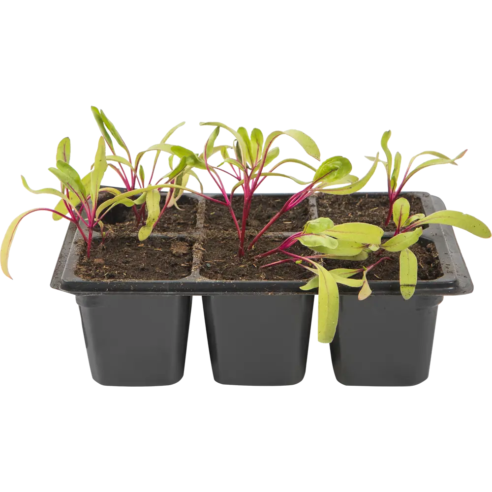 Свекла в кассете, 6 шт Santreyd STLM-2106525