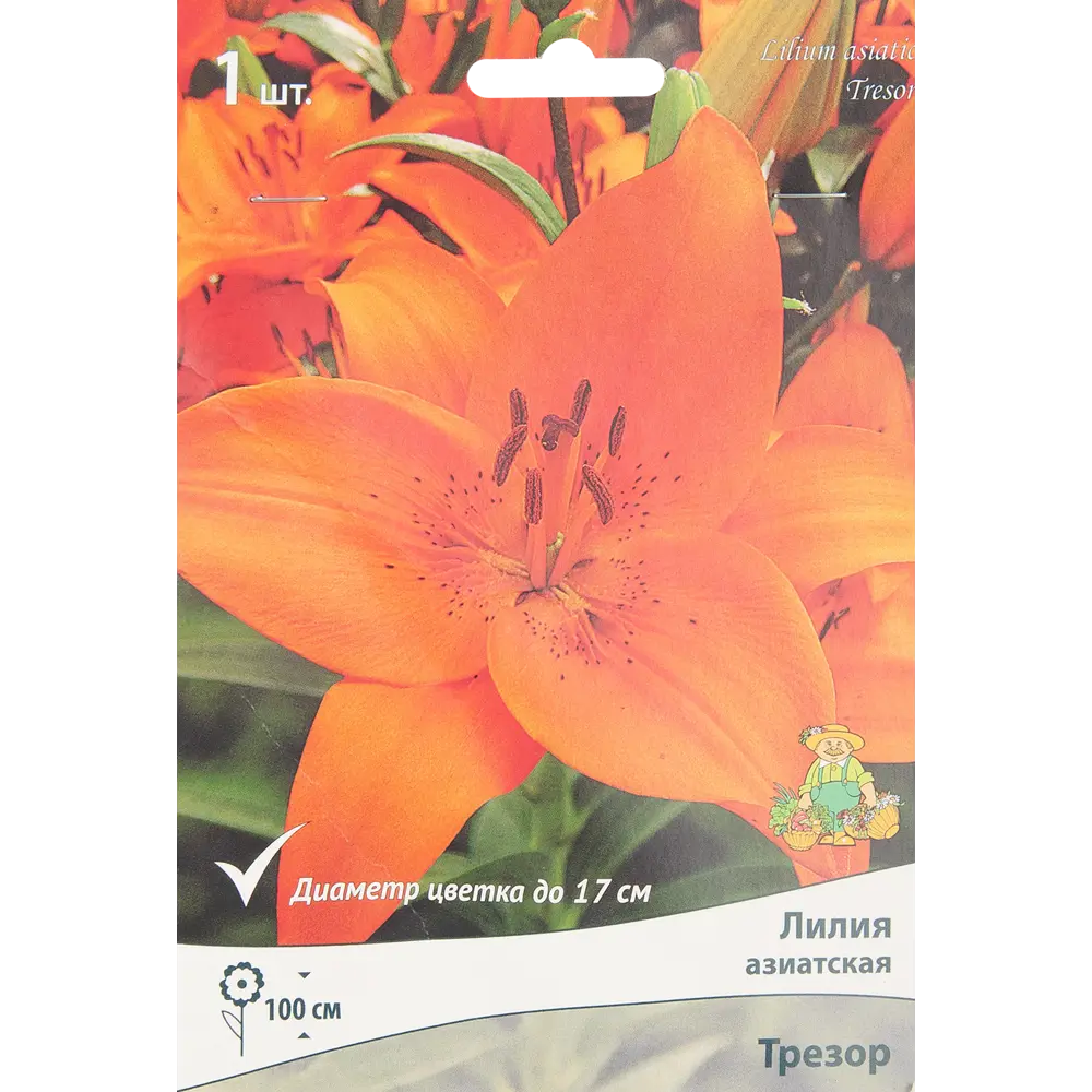 Лилия азиатская Трезор 85205800 STLM-2091746 ПОИСК 