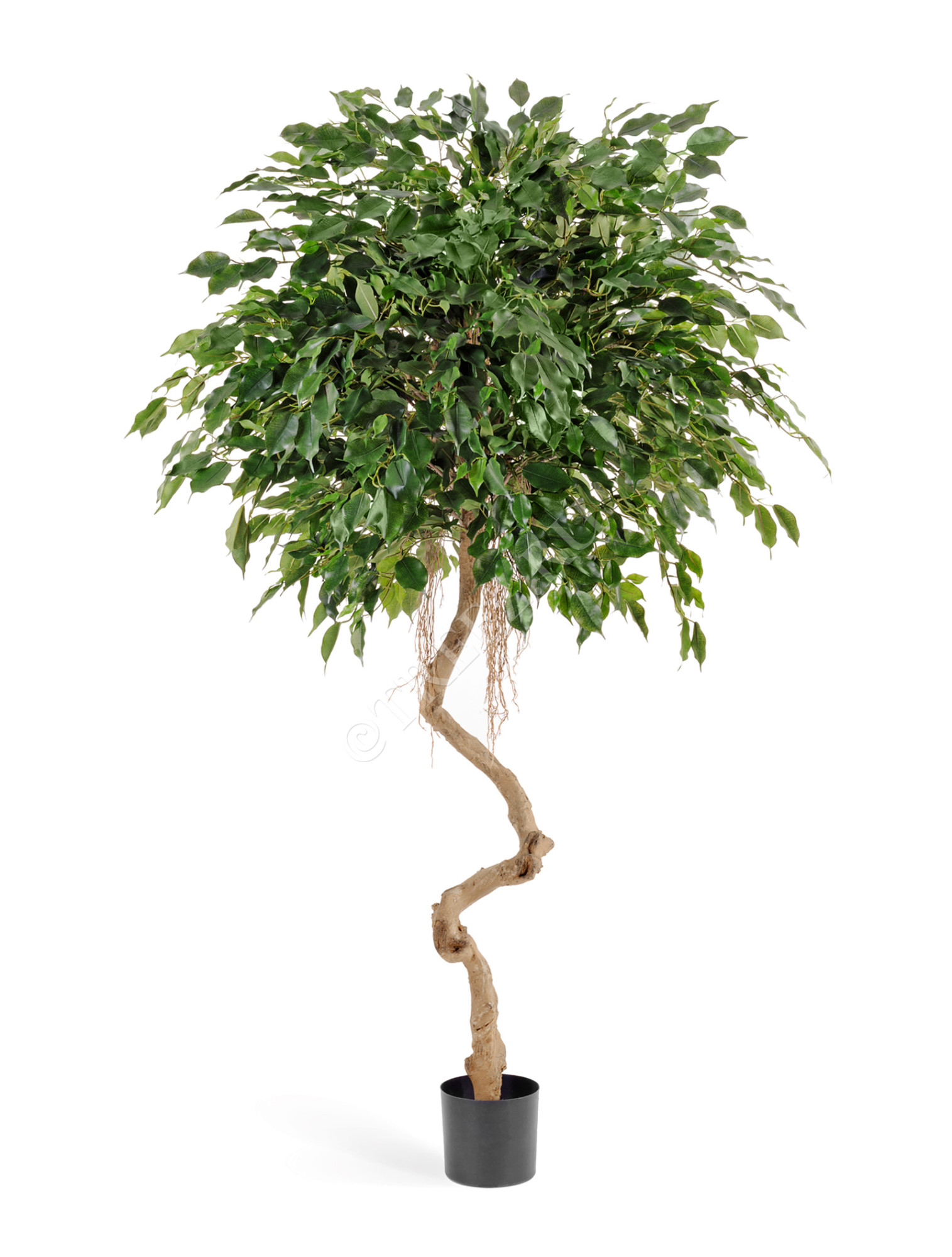 10.47706N Фикус Бенджамина на забавном стволе Цветочная коллекция 