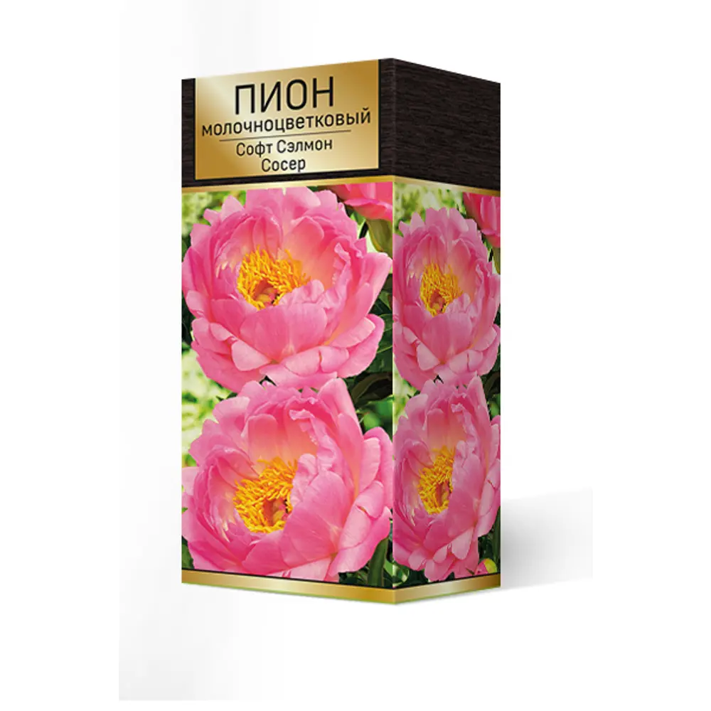 Пион молочноцветковый Софт салмон сосер разбор 2-3 88294987 STLM-2193645 Santreyd 