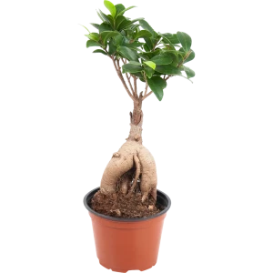 Фикус микрокарпа "Гинсенг" 12x30 см 82850362 STLM-2138598
