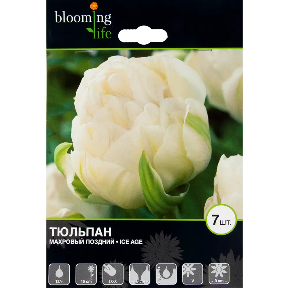 Тюльпан Айс Эйдж 12/+, 7 шт 17977491 STLM-2101065 Santreyd 