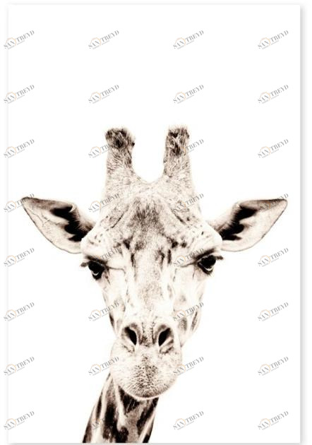 Groovy Magnets Магнитный плакат Animal Pos-62-gi