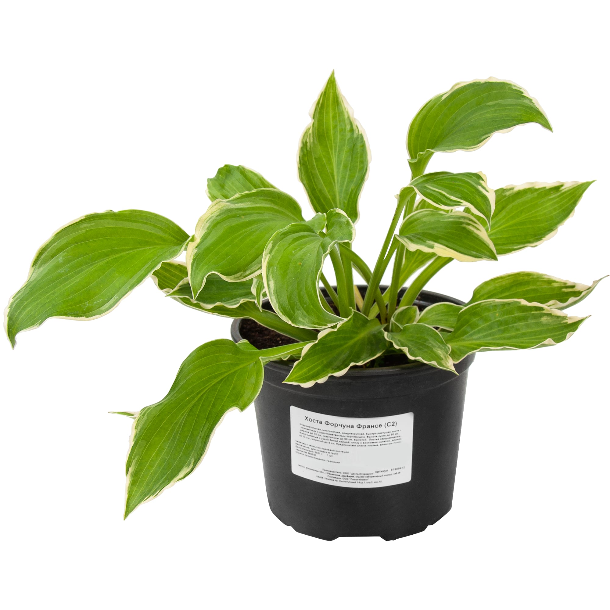 81968612 Хоста Форчуна «Франси», контейнер 1.5 л Santreyd  - Вид №1