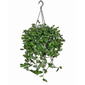 Santreyd Традесканция Приречная — изящный ампельный многолетник 89394869