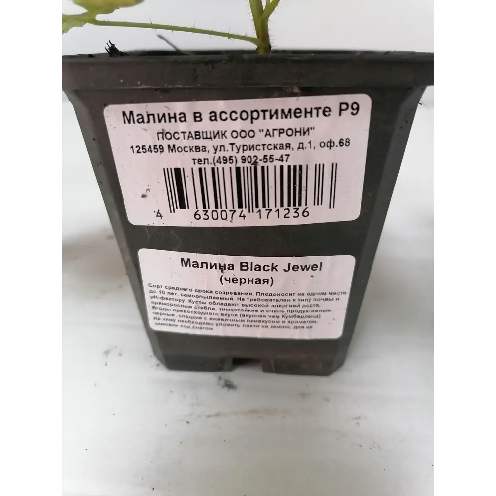Малина в ассортименте Р9 82879788 STLM-2102433 Santreyd  - Вид №1