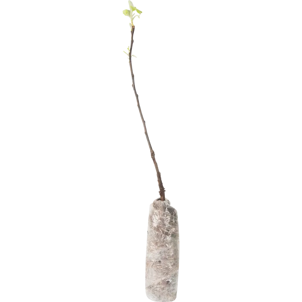 Яблоня Брянское в тубе 82539584 STLM-2127730 BOTANIC COLLECTION  - Вид №1