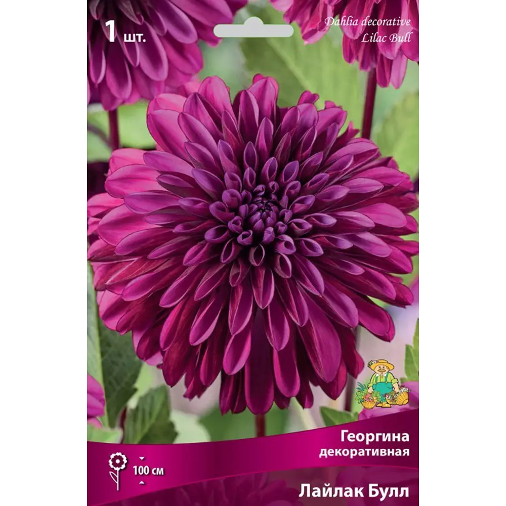 Георгина декоративная Лайлак Булл луковица I 83593794 STLM-2067482 Santreyd 