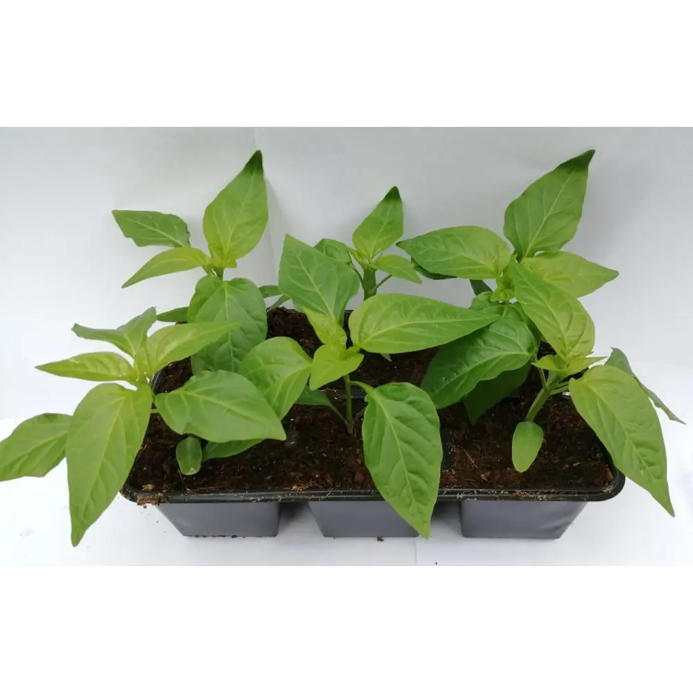 Перец Мини микс h15 см 6 шт Santreyd STLM-2139806