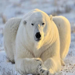 WP00358 Фотообои Verol Фотообои decoline 1х1 м